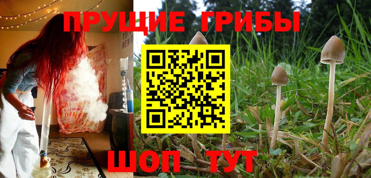 Улан-Удэ  цены   Вход с VPN  Псилоцибиновые грибы Psilocybine cubensis 